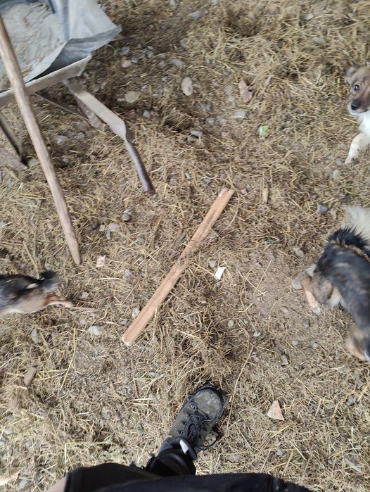 Donez 3 cățelușe pitice