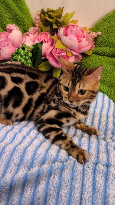 КРУТАЯ Бенгальская Девочка !