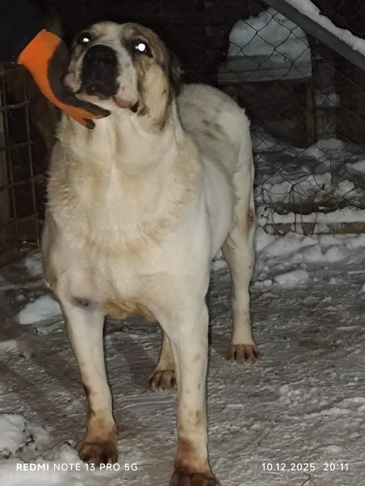 Продам взрослого Алабая!