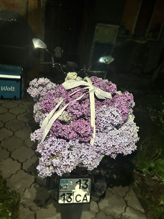 Сирень Алматыыыыы