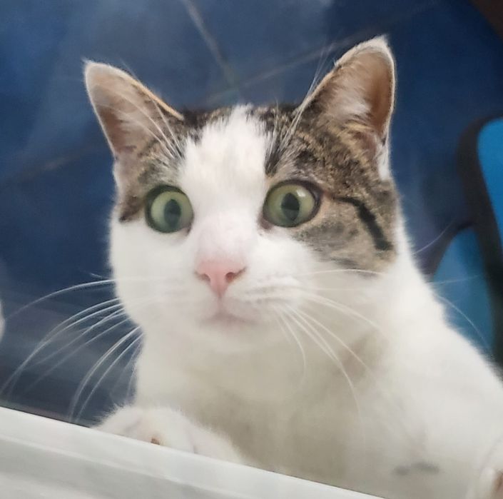 Pisicuta Mariuca cea ochioasa spre adoptie