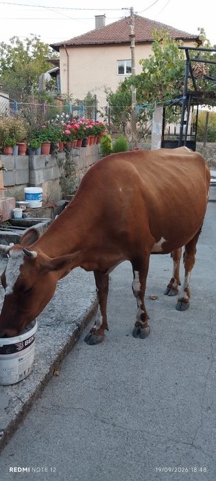Продавам 4 годишна крава