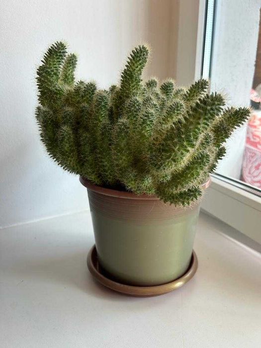 Продаются цветы для дома