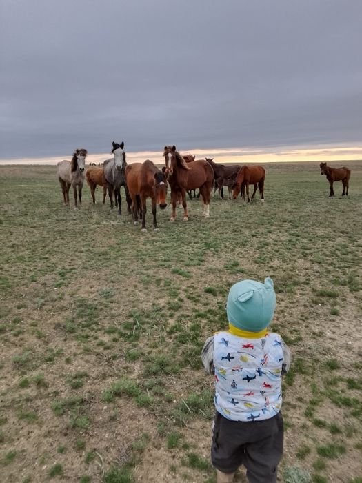 Бие сатылады 5 бас 3 құлын ермеген қысыр екеуі жай буаз басы 500 мың н