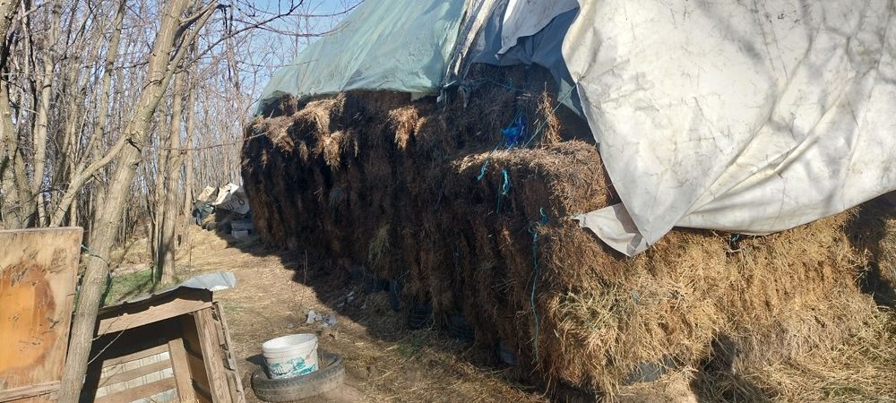 Vând baloți de lucernă