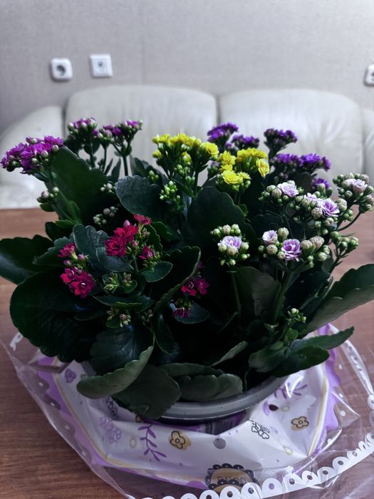 Комнатное растение