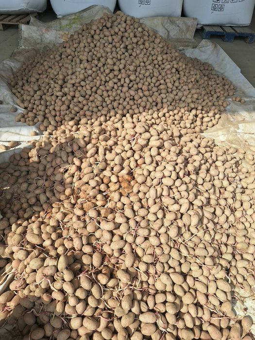 Cartofi de sămânță!