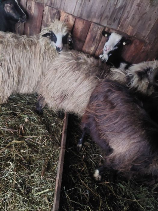 Dau la schimb 2 miei