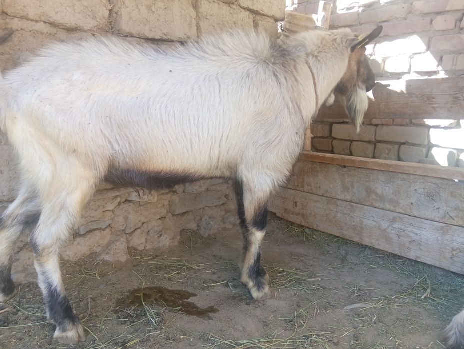 Продается козел крупный