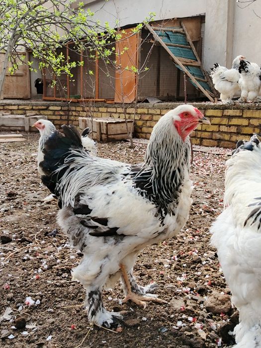 Хуразла сатилади