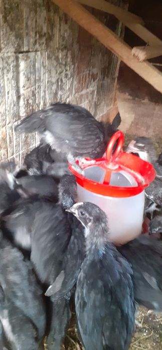 Vând oua australorp. Pui australorp. Păsări australorp