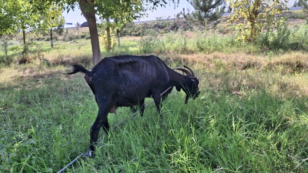 Echki ona bola sotiladi