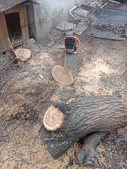 Спил деревев ағаш кесемыз