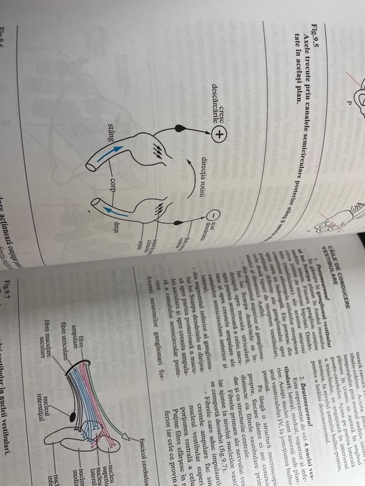 Tratat medicina Emisferele Cerebrale GH Petrovanu 1999 NOU rezidentiat