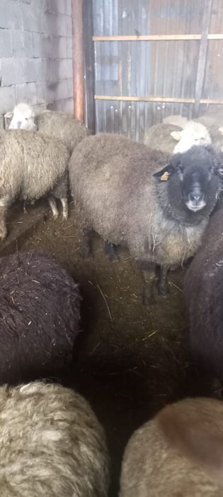 Продается Кошкар