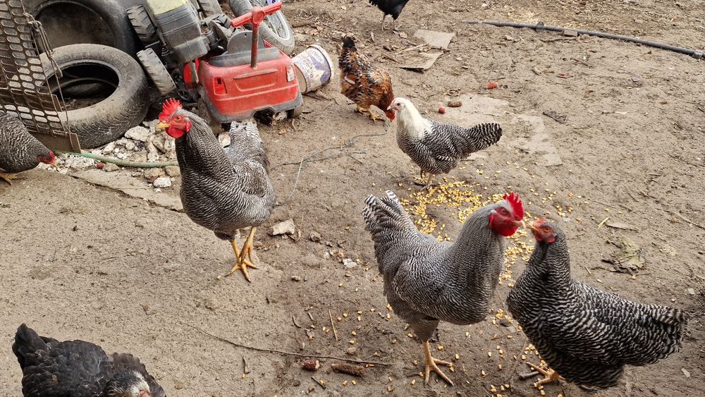 Vand cocoși Playmount