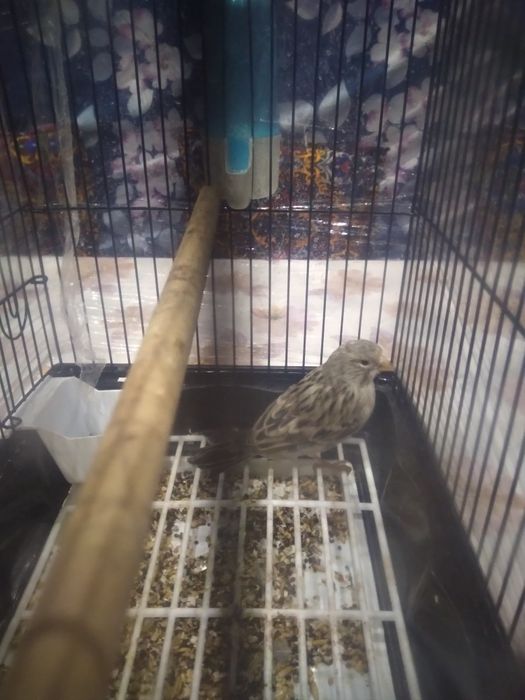 Канарека сотилади