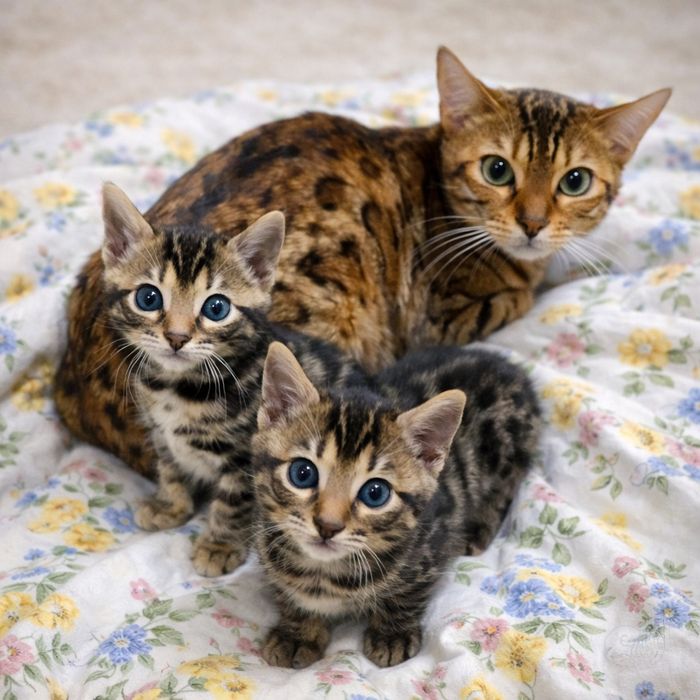 Bengal toza qon sotiladi