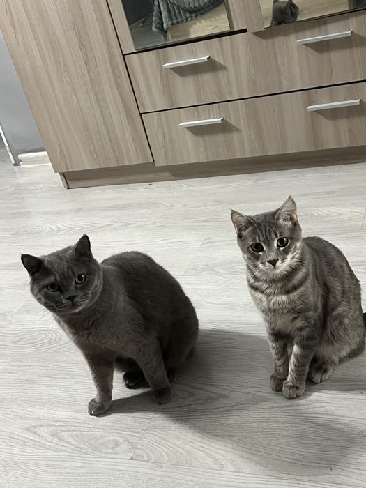 Отдадим кота кастрированный