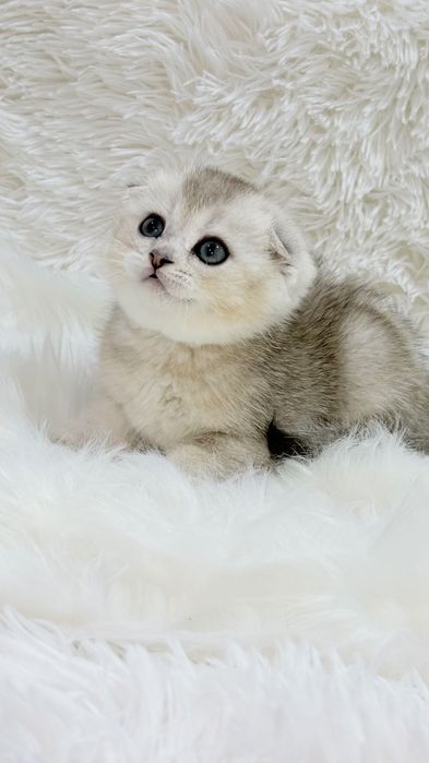 Чистокровный скоттишфолд
