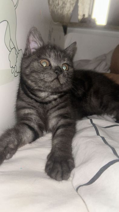 Продам котенка 4 месяца