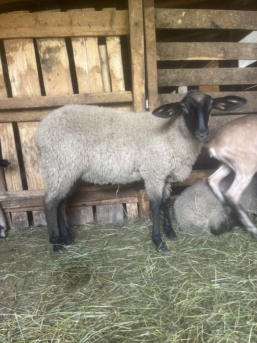 Vând 2 miele metis de suffolk cu carabas