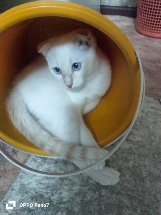 Бесплатно! Отдам кошечку в добрые руки