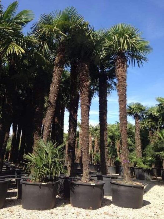 Palmieri Phoenix Canariensis, Trachycarpus fortunei, Chamaeros Excelsa, Washingtonia, Humilis Cycas Sagotier, Bambus, Yucca rostrata.