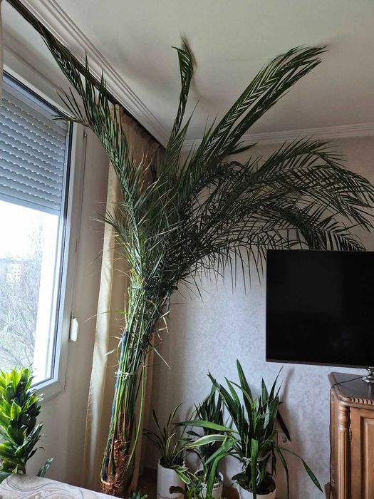 Финикова палма  - височина 300см.