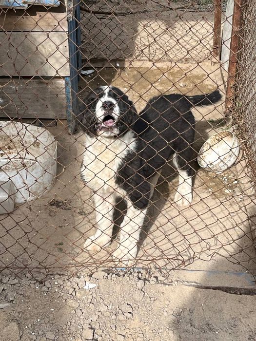 алабай күшік 2-ай