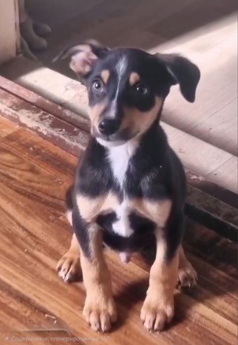 Маленькие щенки в поисках дома ! Ташкент! СРОЧНО!