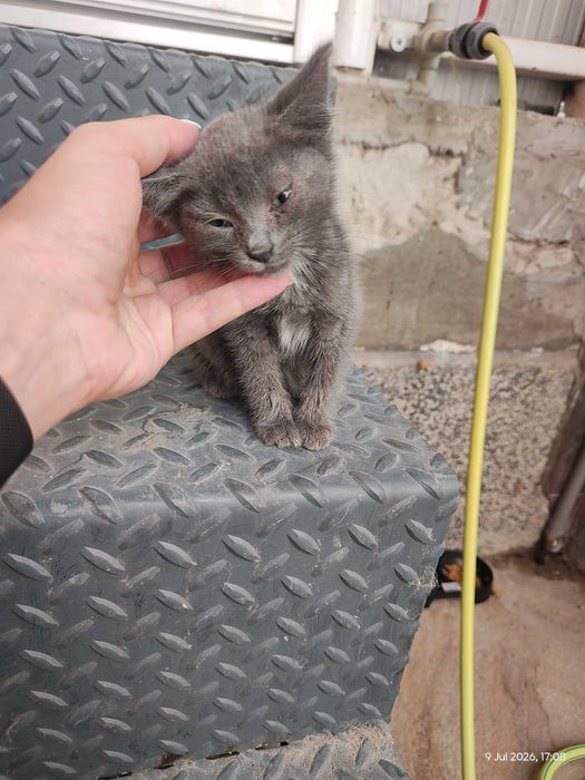Малко женско коте