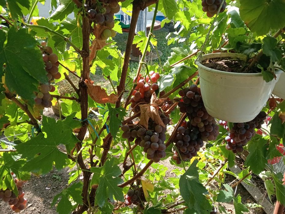 Butași vita de vie diverse soiuri de masă și de vin