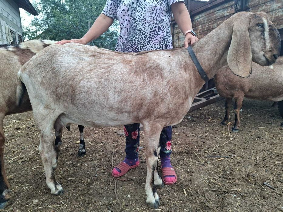 Țăpișori amglonubieni