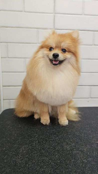 Кобель для вязки немецкий шпиц