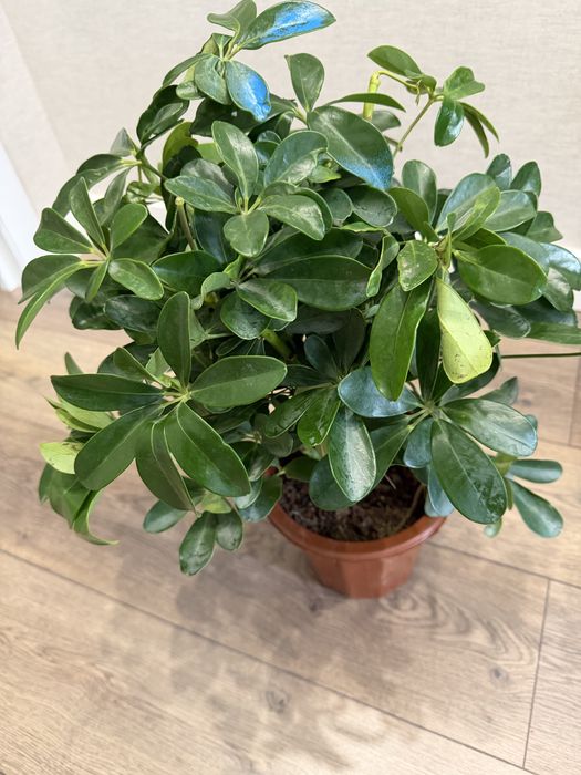 Продам комнатные растения