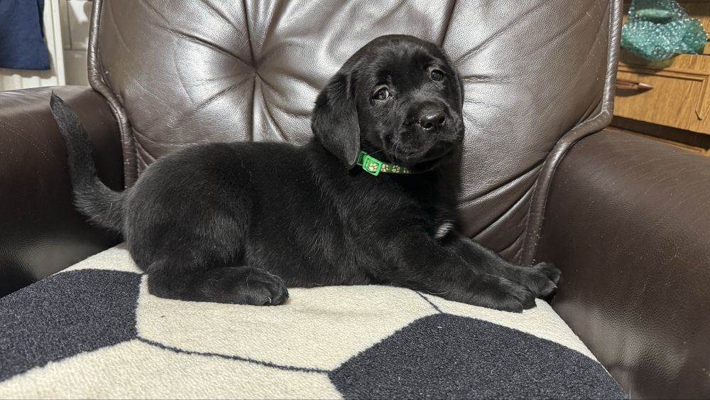 Pui Labrador Retriever