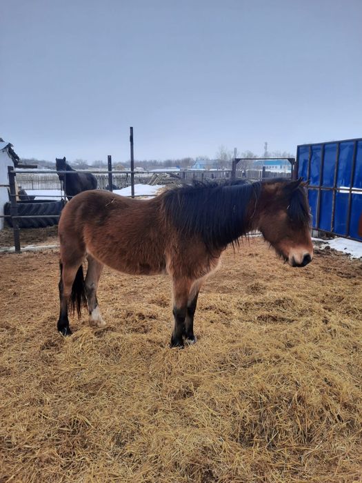 Продам 2 кобылы