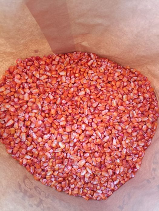 Семена кукурузы. Жүгері ұрық. Ұрықтық жүгері