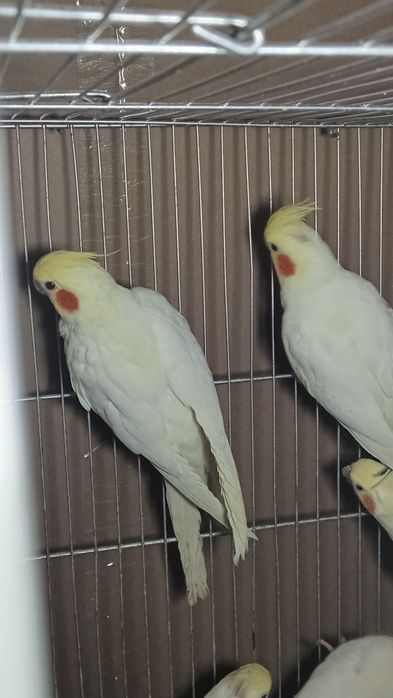 Кореллы молодые и взрослые