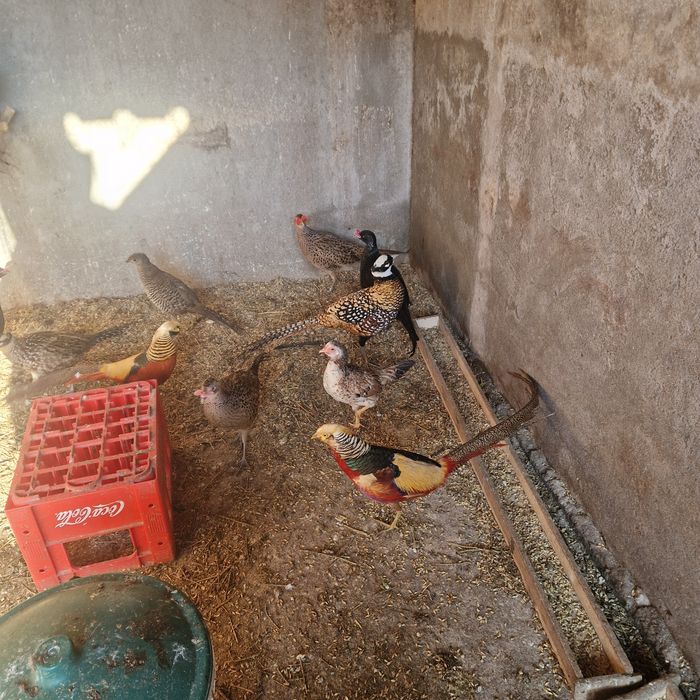 Fazani tenebros,comuni și ornament