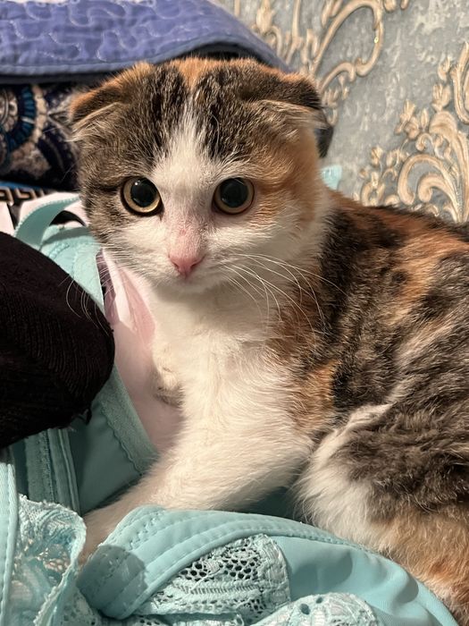 Котенки шотландцы.