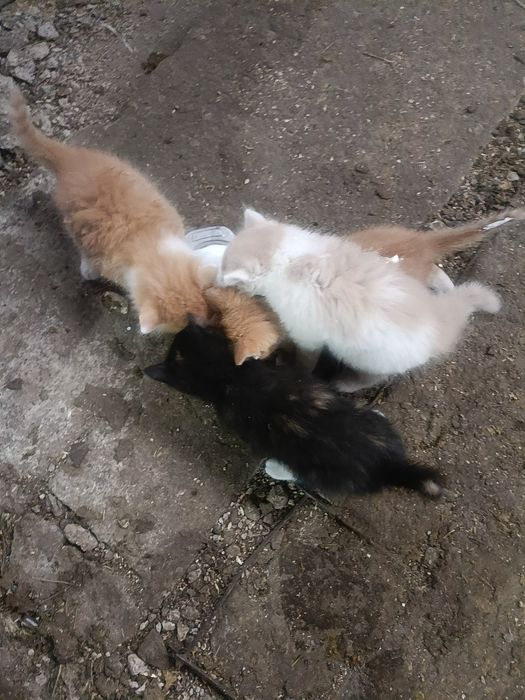 Дарю котят крысыловы