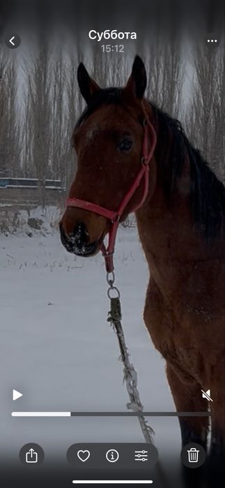 Айғыр англо теке