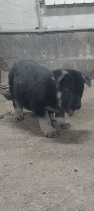 ВЕО овчарка 1.5 месяца