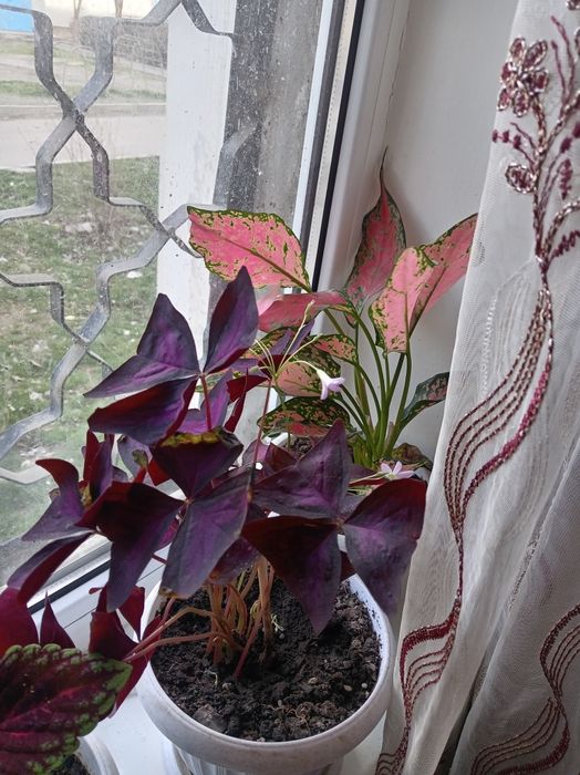 Продаётся домашние цветы