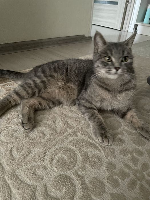 Кошка табби, девочка