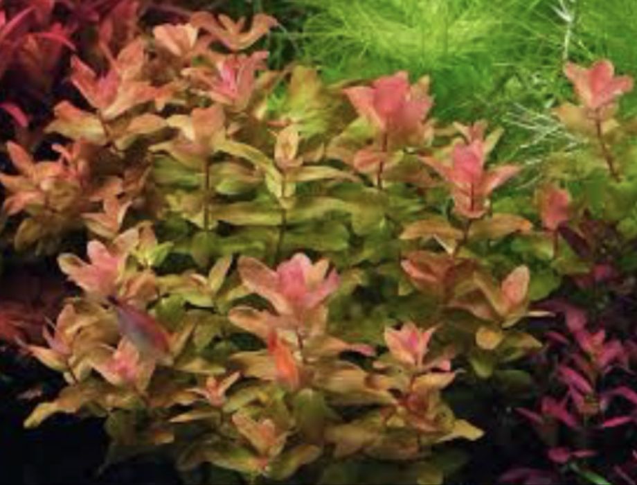 Plante acvariu pachet + cadou tablete nutritive radacini