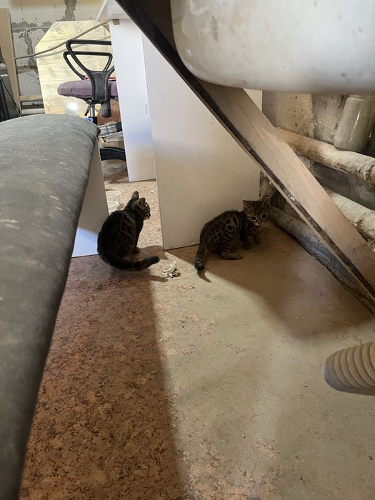 Бесплатно отдам котят