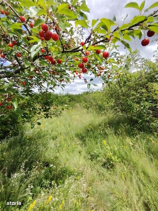Teren Pentru Refugiul Tau In Natura - Borhanci